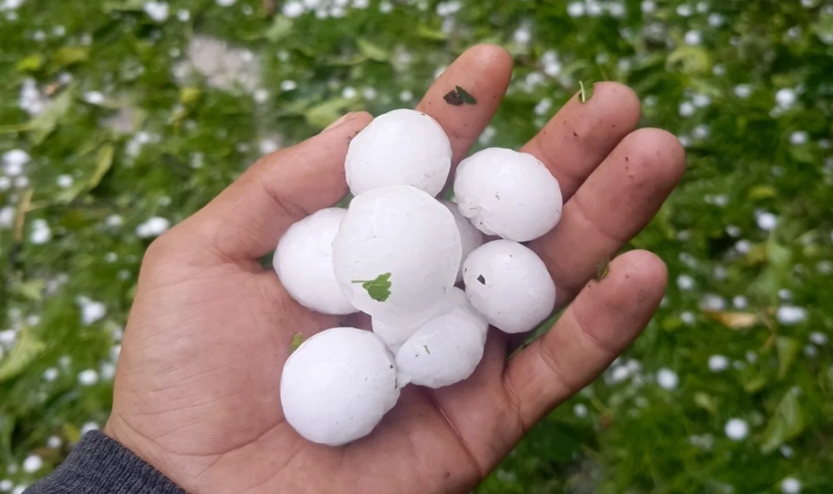 Urfa’da Dolu Yağışı Ağaçlara Zarar Verdi