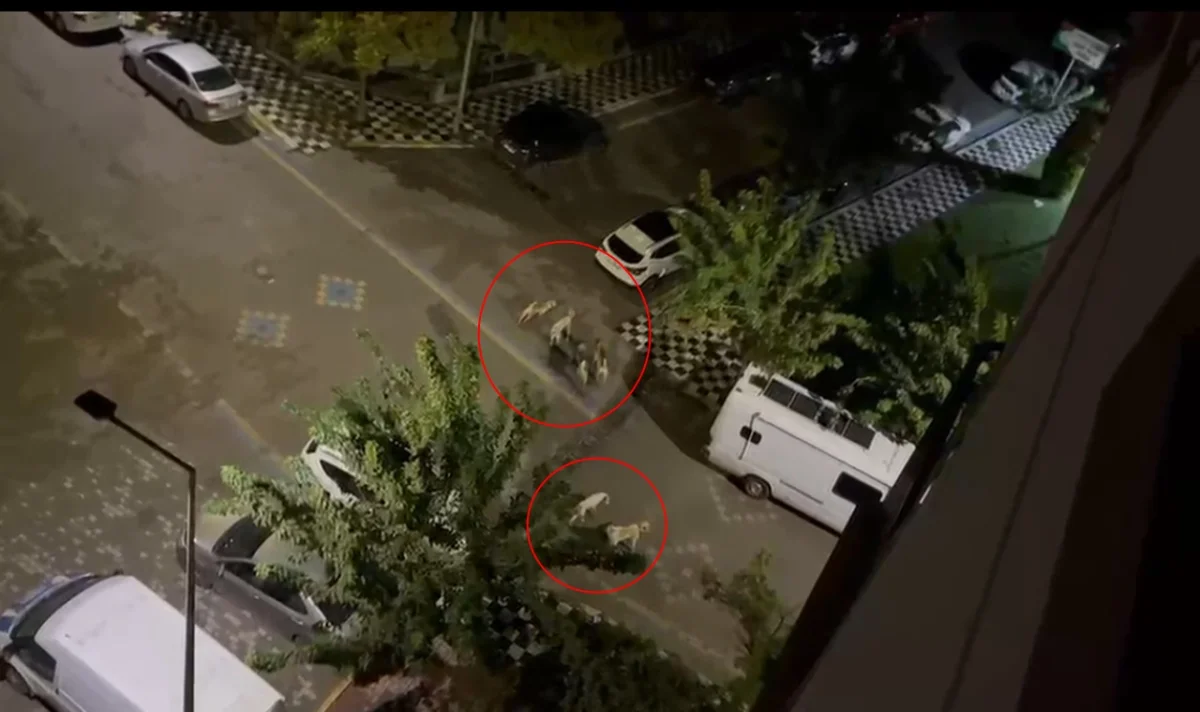 Karaköprü’de Sokak Köpekleri Gece Sessizliğini Bozdu